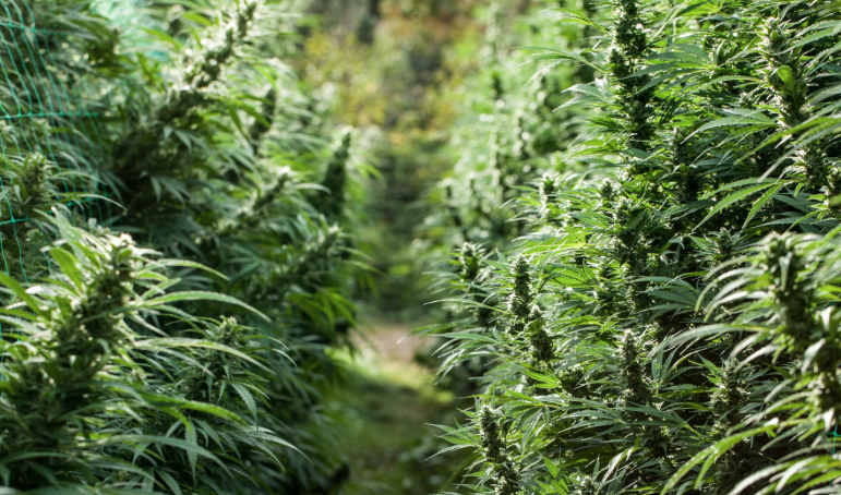 Cannabis Capital Convention in Amsterdam
